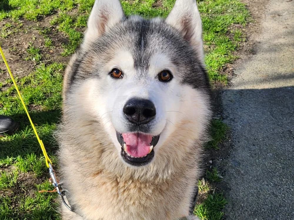SPARK, male Husky for adoption at SPA Tours (Luynes), Tours