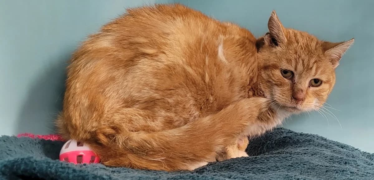 POGO, male senior mixed breed for adoption at SPA Tours (Luynes), Tours