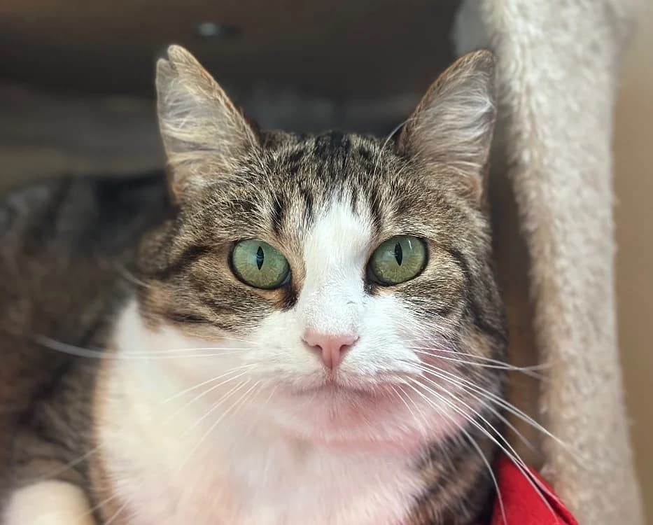 SCYLLA, female Mixed Breed for adoption at SPA Tours (Luynes), Tours