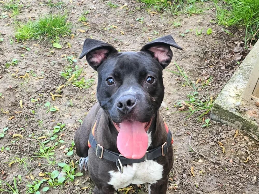 LENTILLE, female Mixed Breed for adoption at SPA Tours (Luynes), Tours