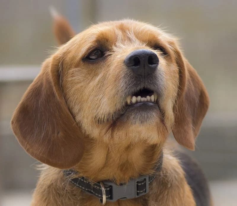 LUFFY, male Beagle for adoption at SPA Tours (Luynes), Tours