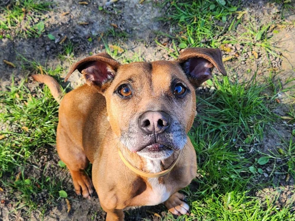 ALDO, male 5yo Staffordshire Bull Terrier for adoption at SPA Tours (Luynes), Tours