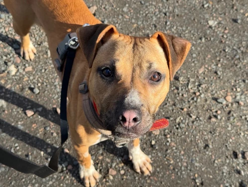 LOLLIPOP, female Mixed Breed for adoption at SPA Tours (Luynes), Tours