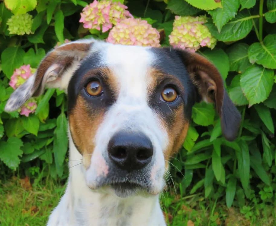 ORYA, female 3yo Pointer for adoption at SPA Tours (Luynes), Tours