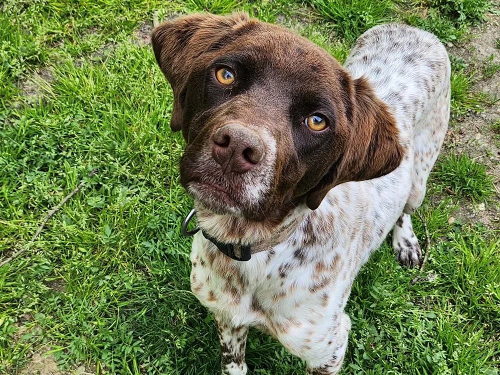 IPEK, male Pointer for adoption at SPA Tours (Luynes), Tours