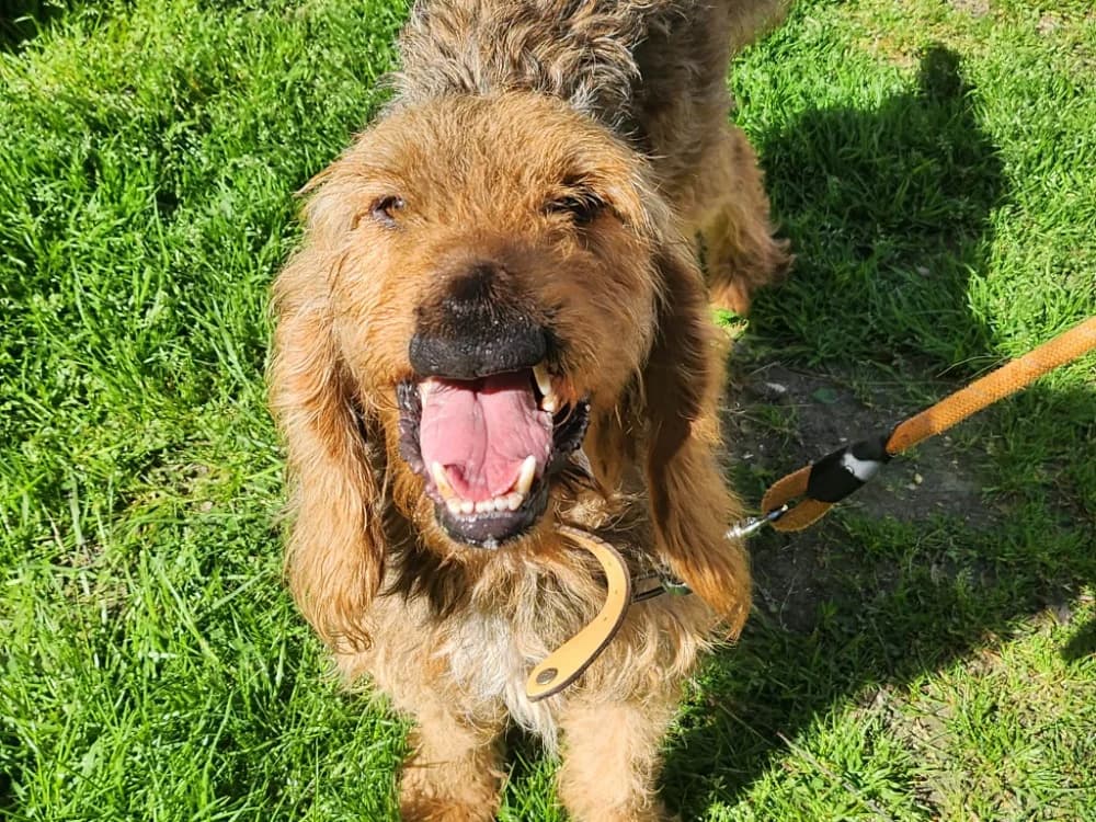 BISOU, male mixed breed for adoption at SPA Tours (Luynes), Tours