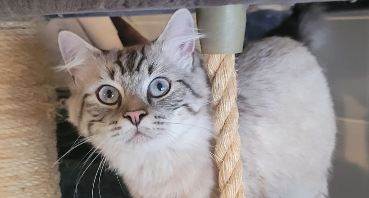 DARYL, male young Mixed Breed for adoption at SPA Tours (Luynes), Tours