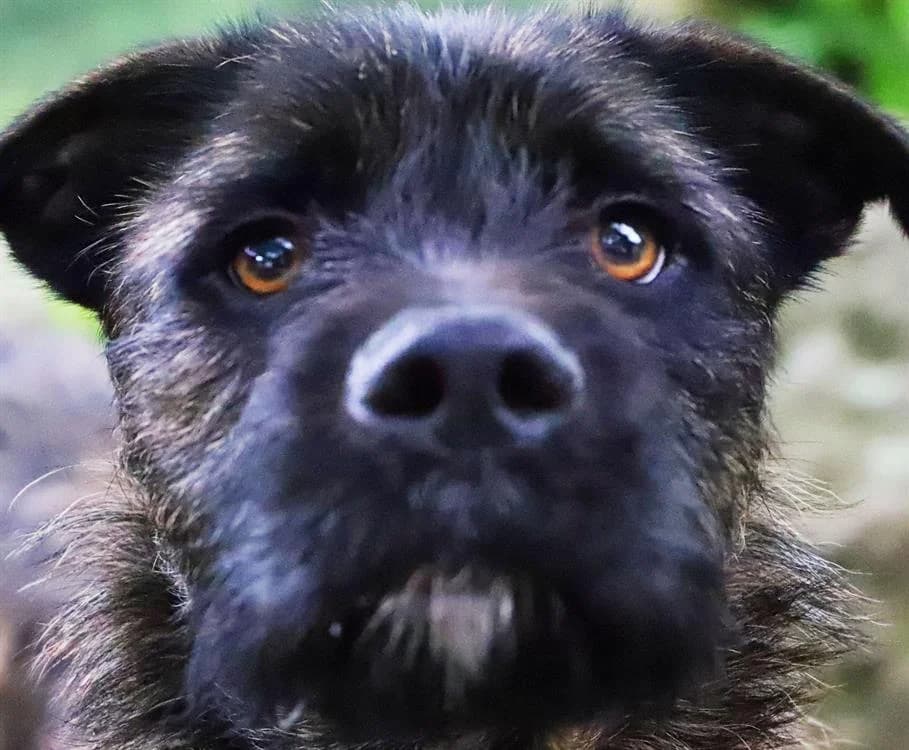 TAZER, male Staffordshire Bull Terrier for adoption at SPA Tours (Luynes), Tours