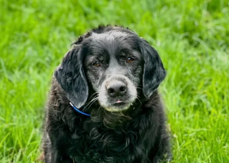 Robine, female senior Mixed Breed for adoption at SPA de Lyon et du Sud-Est, Lyon