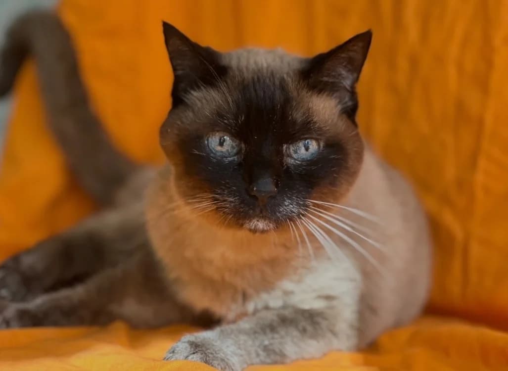 Chaussette, female senior Siamese for adoption at SPA de Lyon et du Sud-Est, Lyon