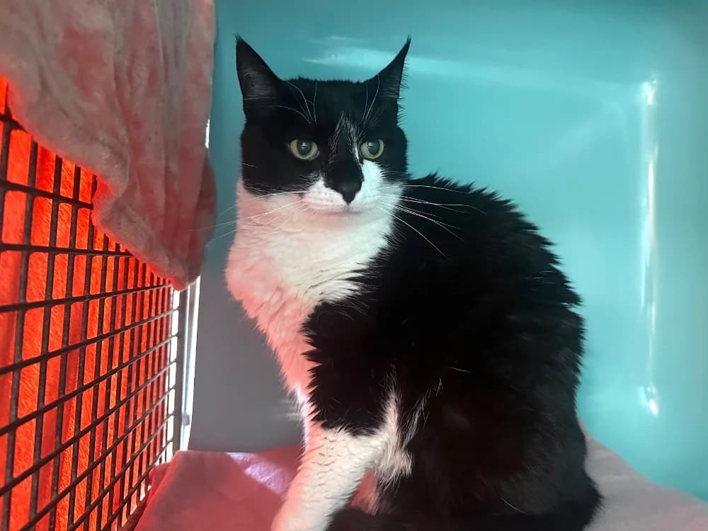 Chipie, female senior mixed breed for adoption at SPA de Lyon et du Sud-Est, Lyon