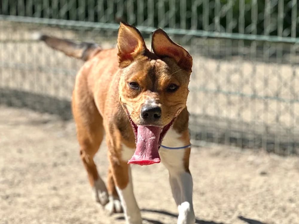 TALOA, female Mixed Breed for adoption at SPA de Lyon et du Sud-Est, Lyon