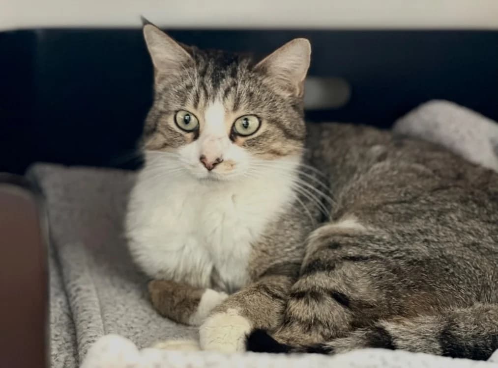 Tossy, female 3yo Mixed Breed for adoption at SPA de Lyon et du Sud-Est, Lyon
