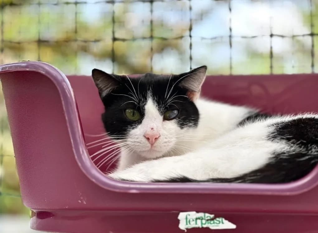 Litichi, male Mixed Breed for adoption at SPA de Lyon et du Sud-Est, Lyon