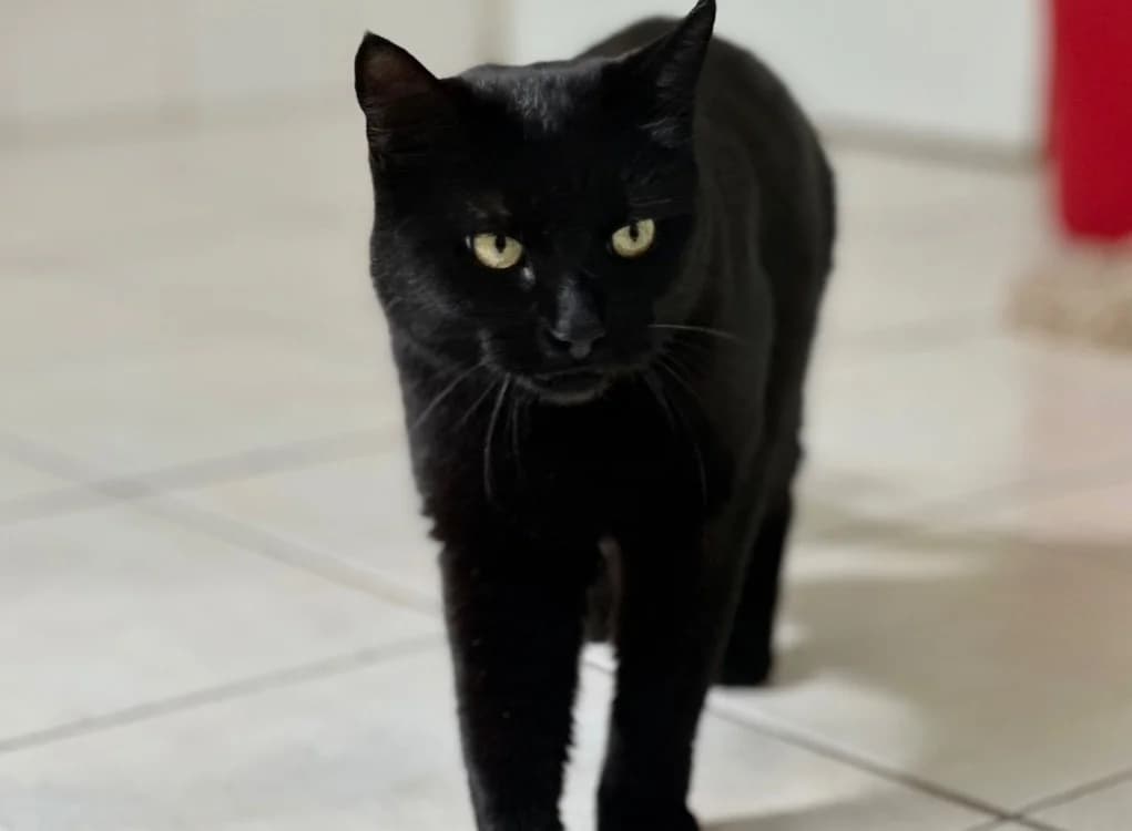Vaiana, female 4yo Mixed Breed for adoption at SPA de Lyon et du Sud-Est, Lyon