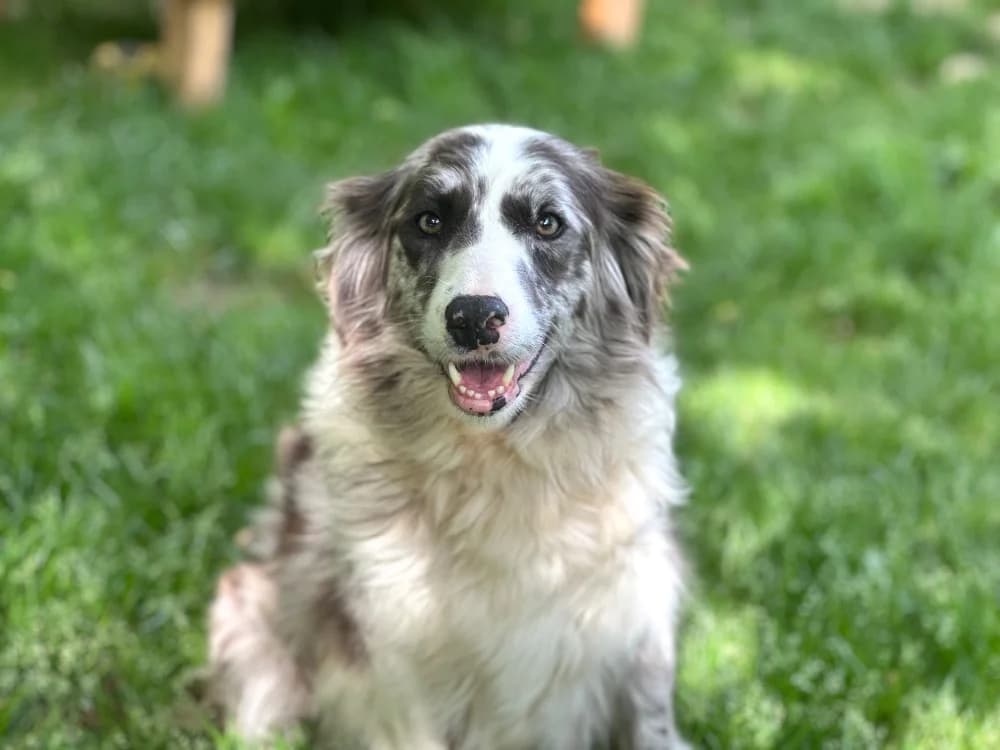 Minka, female 4yo Border Collie for adoption at SPA de Lyon et du Sud-Est, Lyon