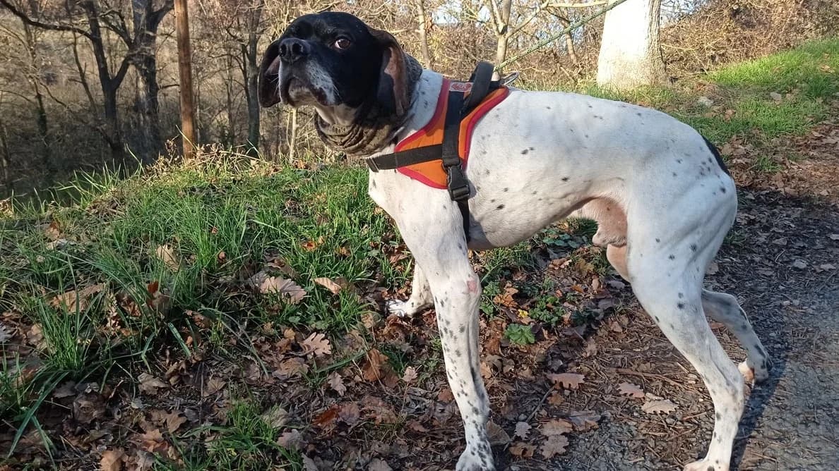 Leper, male senior Pointer for adoption at SPA Millau, Millau