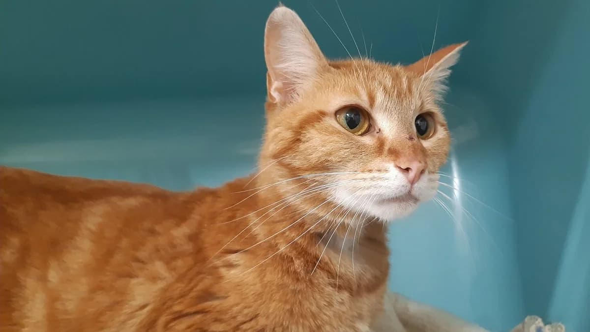 Lexy, female young mixed breed for adoption at SPA Millau, Millau