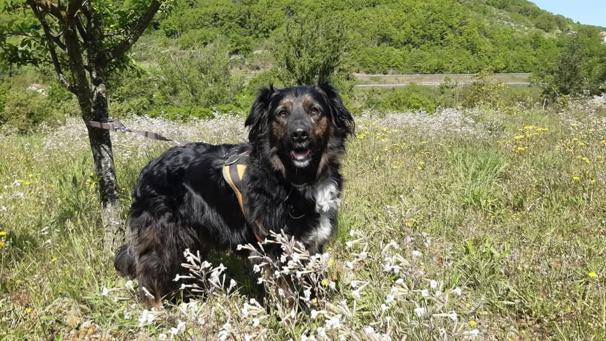 Tania, female 4yo Labrador Retriever for adoption at SPA Millau, Millau