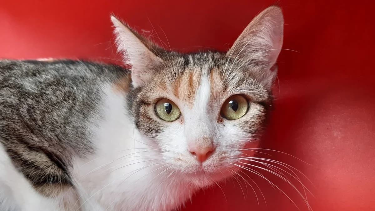 Chineese, female young Mixed Breed for adoption at SPA Millau, Millau