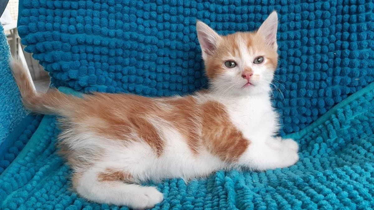 Potirou, male puppy Mixed Breed for adoption at SPA Millau, Millau