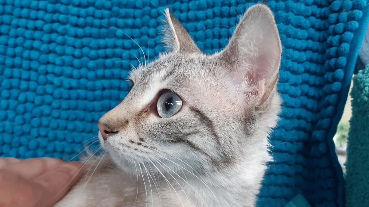 Draculette, female Mixed Breed for adoption at SPA Millau, Millau