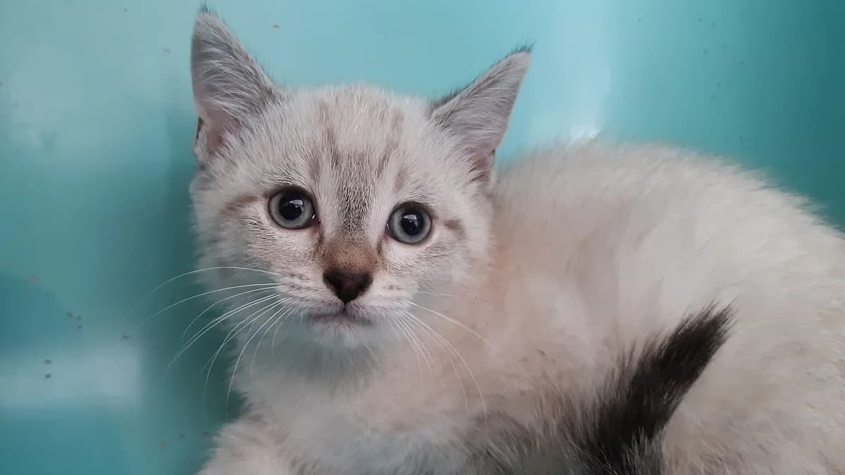 Potipié, male puppy Mixed Breed for adoption at SPA Millau, Millau