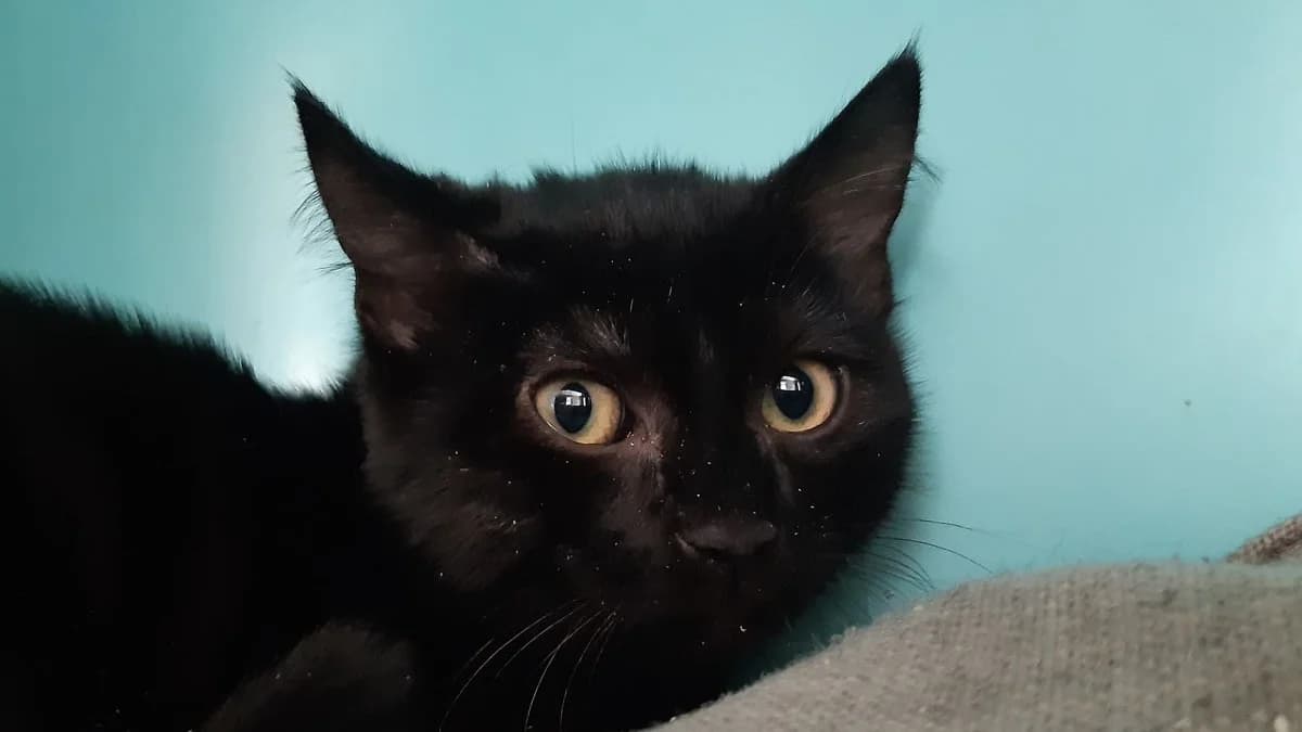 Potitenui, female Mixed Breed for adoption at SPA Millau, Millau