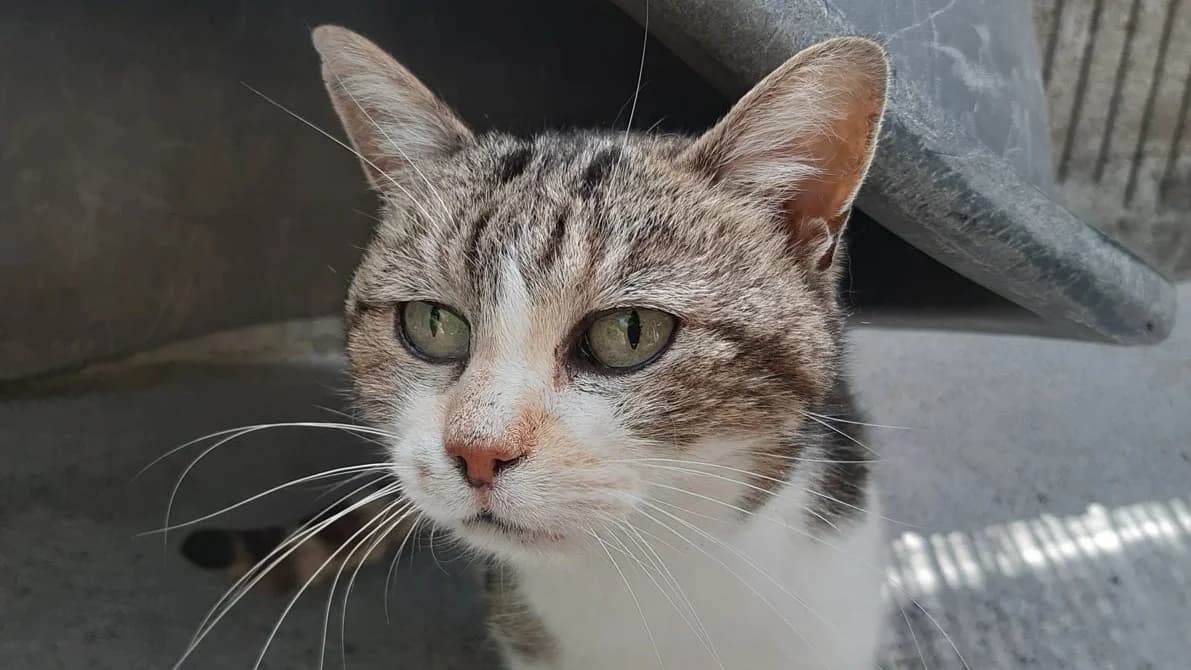 Isa, female senior Mixed Breed for adoption at SPA Millau, Millau