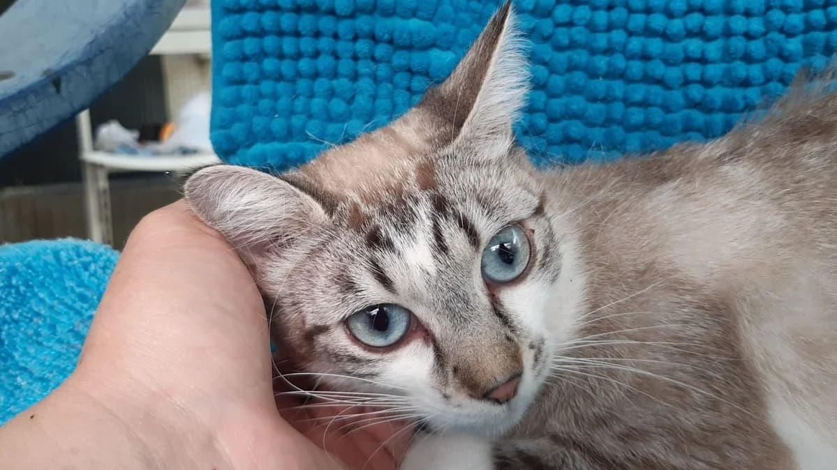 Oursonne, female Mixed Breed for adoption at SPA Millau, Millau
