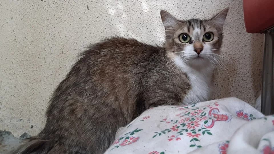 Ciboulette, female young Mixed Breed for adoption at SPA Millau, Millau
