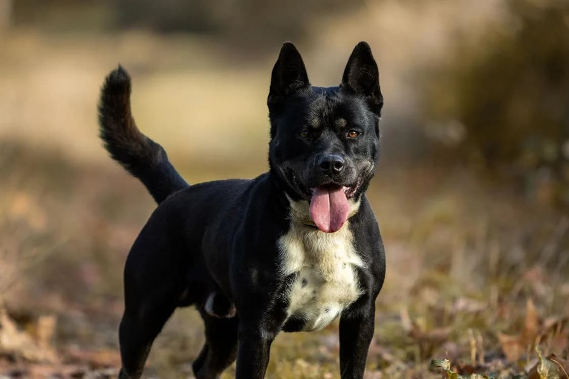 BENTO, male 5yo American Bully for adoption at SPA Mirepoix, Mirepoix