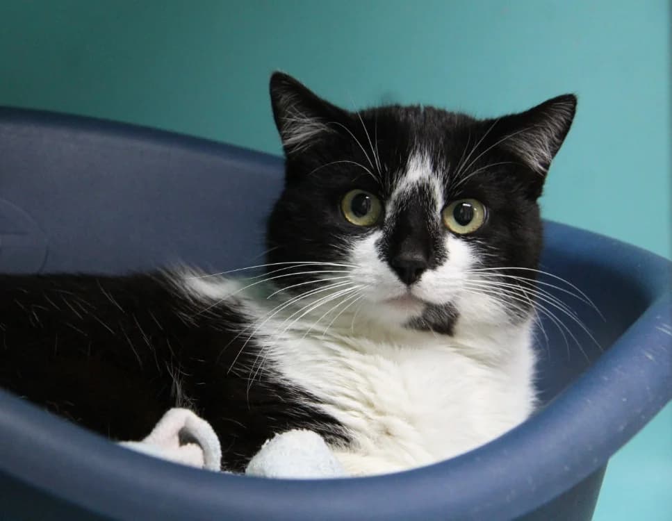 SOLI, male mixed breed for adoption at SPA Mirepoix, Mirepoix
