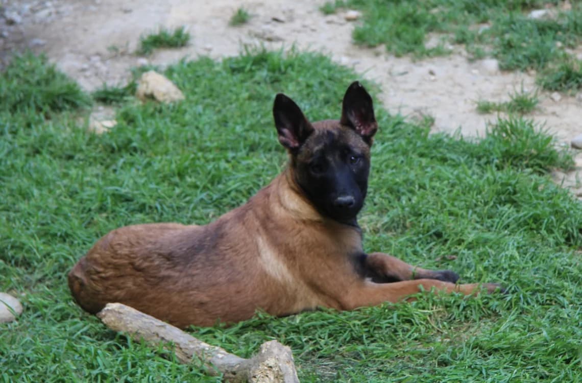 MAA 3639, male Belgian Malinois for adoption at SPA Mirepoix, Mirepoix