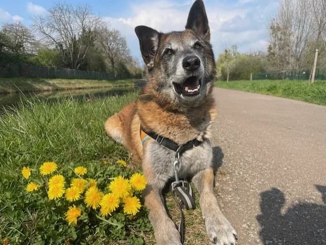 CHECK, male Belgian Malinois for adoption at SPA Montluçon, Montlucon