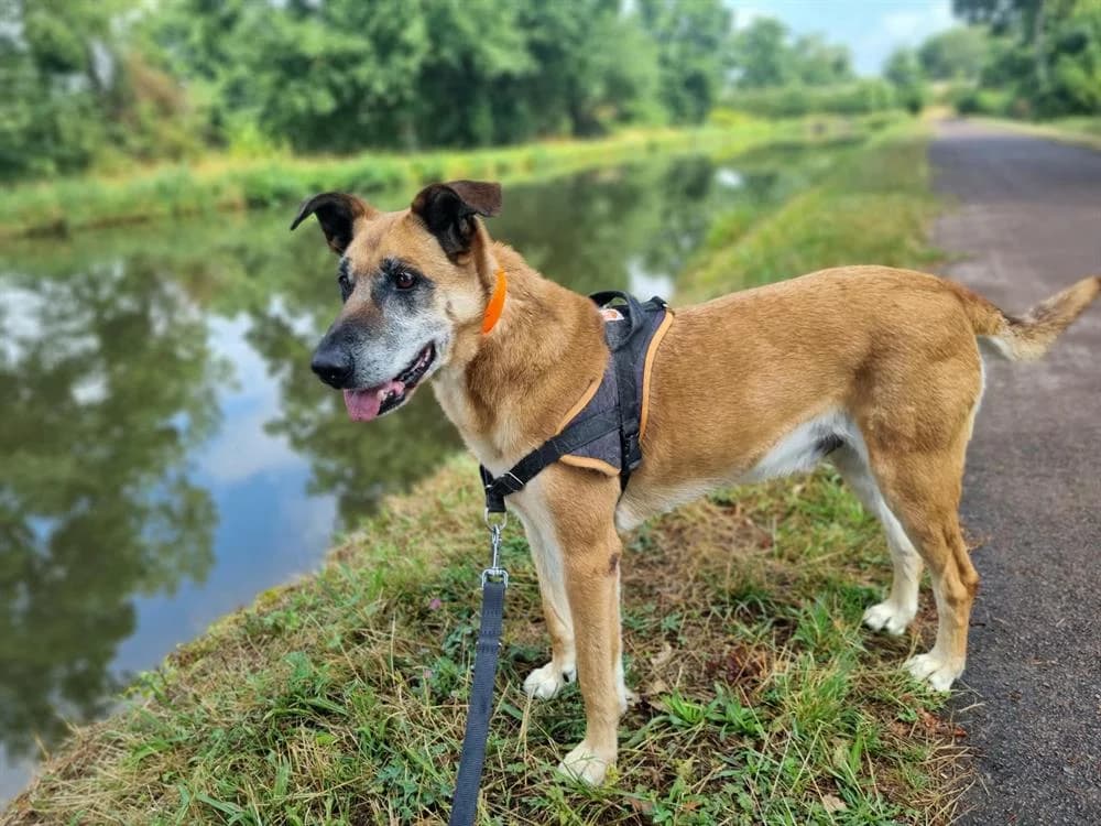 ODIN, male Mixed Breed for adoption at SPA Montluçon, Montlucon