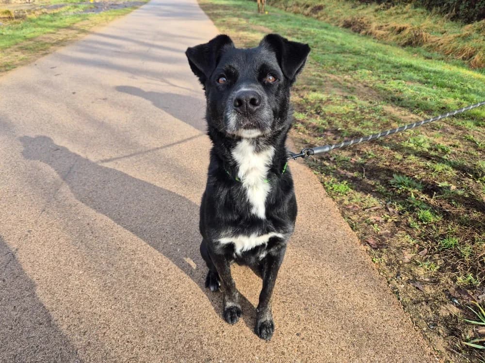 SHARKO, male senior Labrador Retriever for adoption at SPA Montluçon, Montlucon