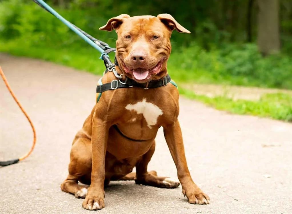 PÉPIN, male 3yo Mixed Breed for adoption at SPA Montluçon, Montlucon