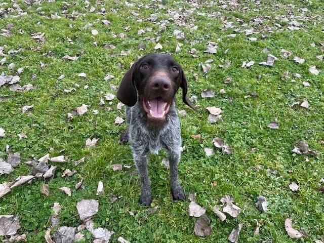 VOLT, male young Pointer for adoption at SPA Montluçon, Montlucon