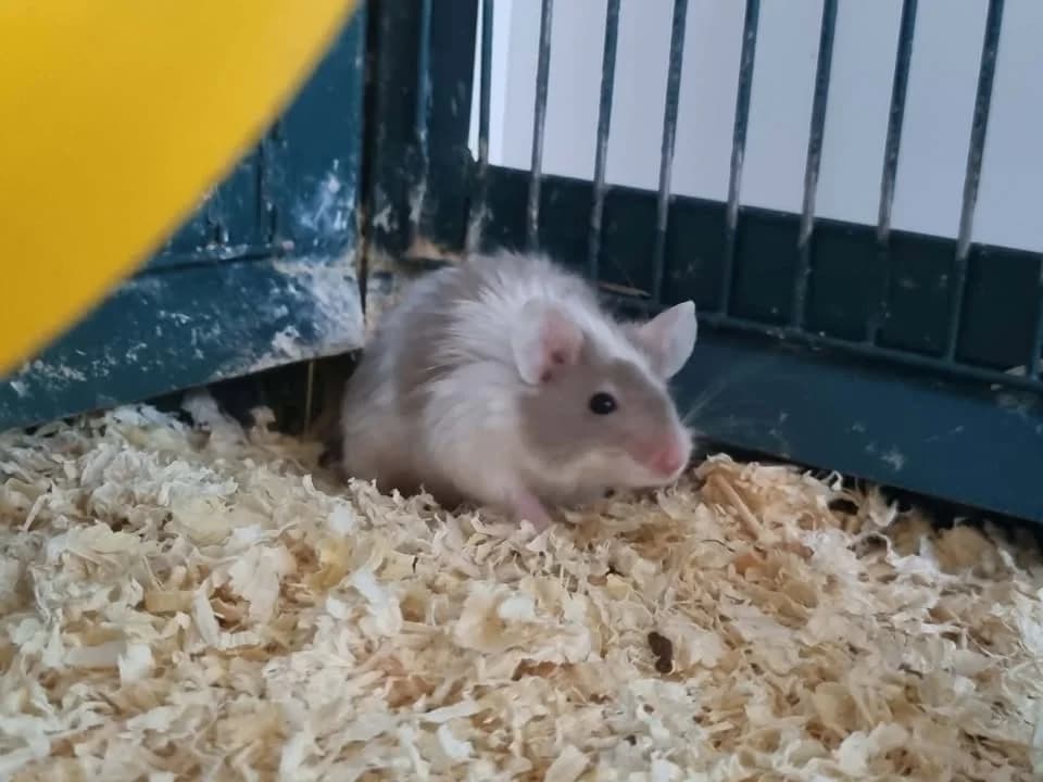 SOURIS 5, male Mixed Breed for adoption at SPA Montluçon, Montlucon