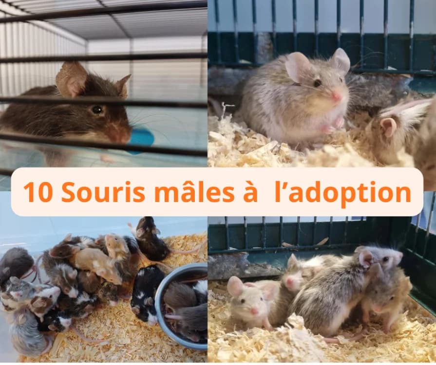 SOURIS 7, male Mixed Breed for adoption at SPA Montluçon, Montlucon
