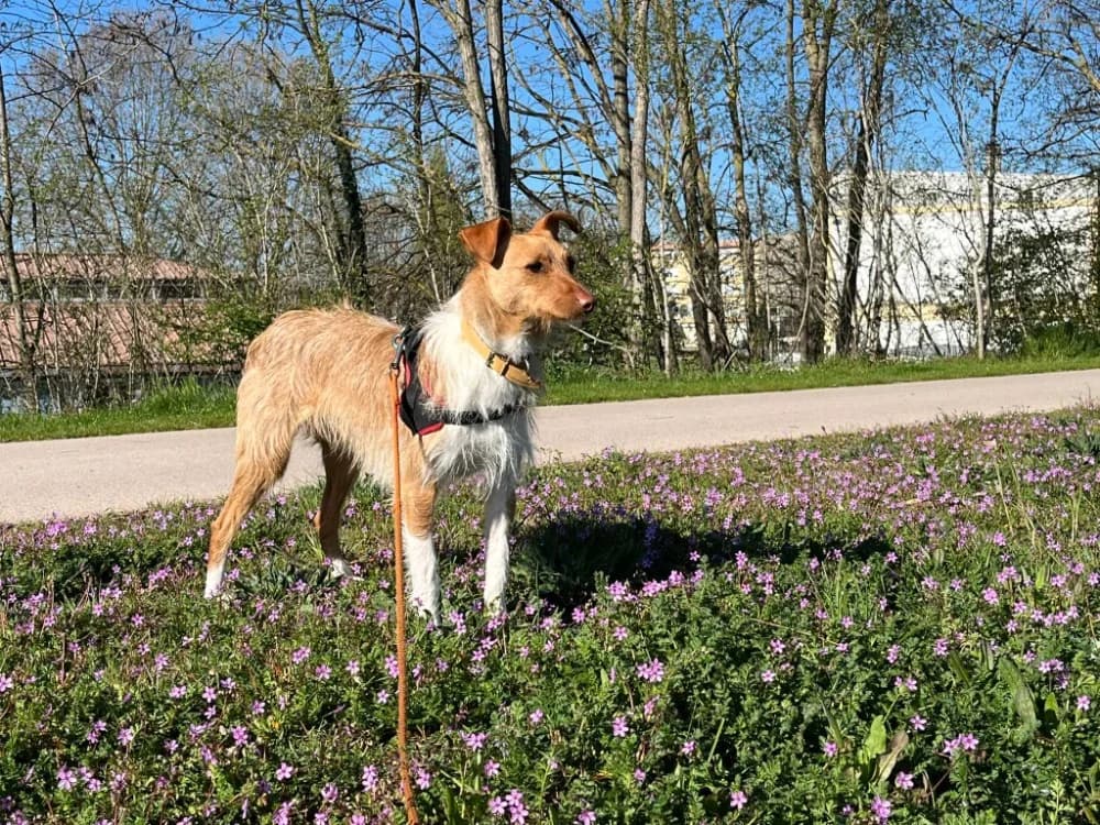 LOUIS, male Mixed Breed for adoption at SPA Montluçon, Montlucon