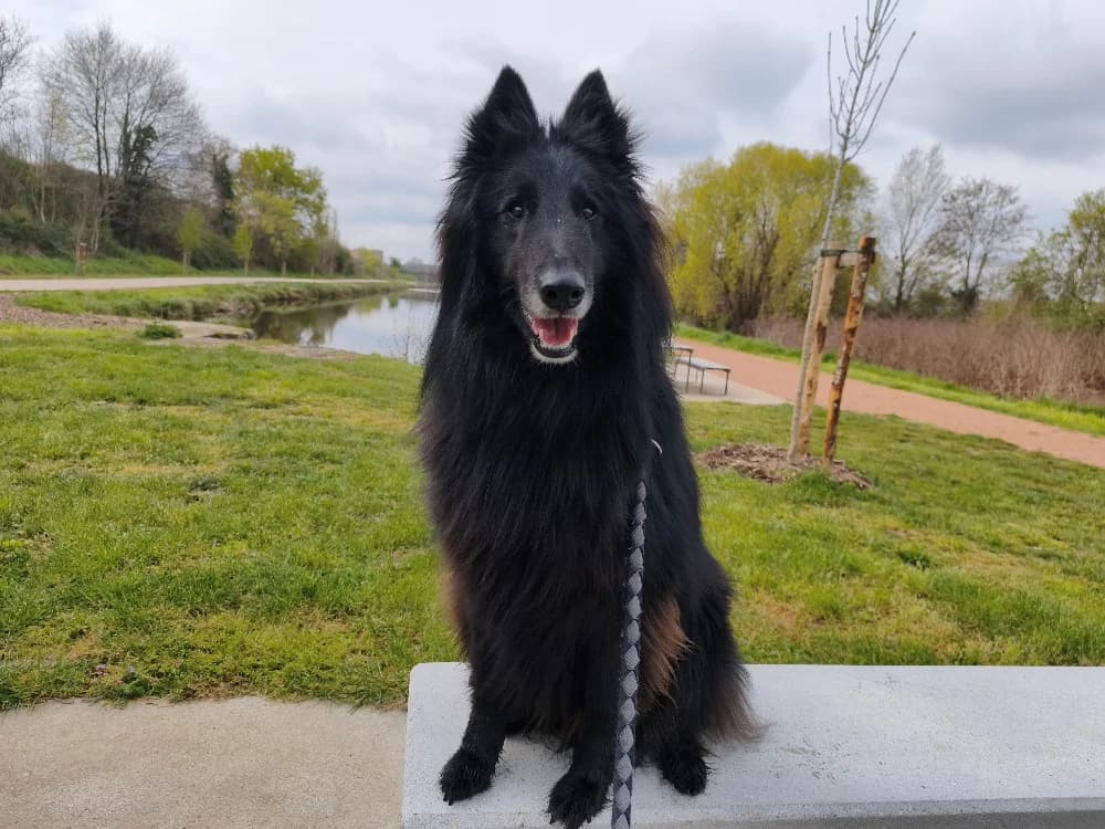 TALCO, male Mixed Breed for adoption at SPA Montluçon, Montlucon