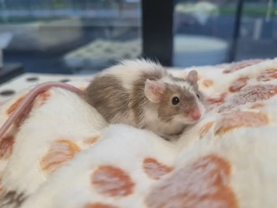 SOURIS 4, male Mixed Breed for adoption at SPA Montluçon, Montlucon