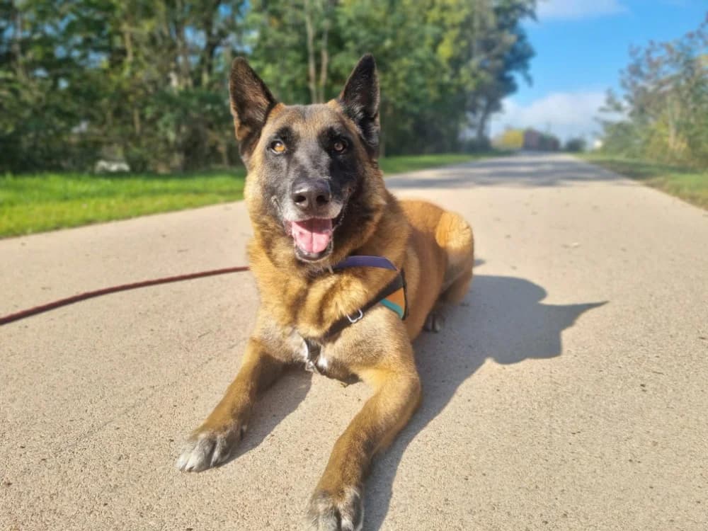 Kaz, male Belgian Malinois for adoption at SPA Montluçon, Montlucon