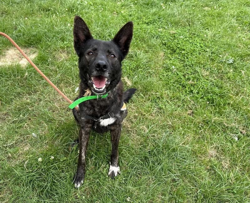 SULTAN, male Mixed Breed for adoption at SPA Montluçon, Montlucon