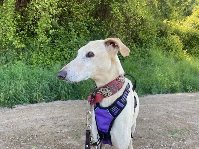 WALIBI, male Mixed Breed for adoption at SPA Montluçon, Montlucon