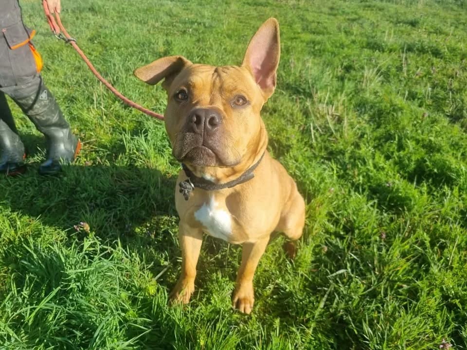 ALF, male young Mixed Breed for adoption at SPA Montluçon, Montlucon