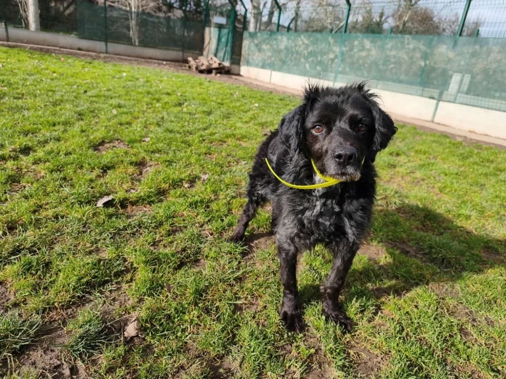 RUFUS, male Brittany Spaniel for adoption at SPA Montluçon, Montlucon