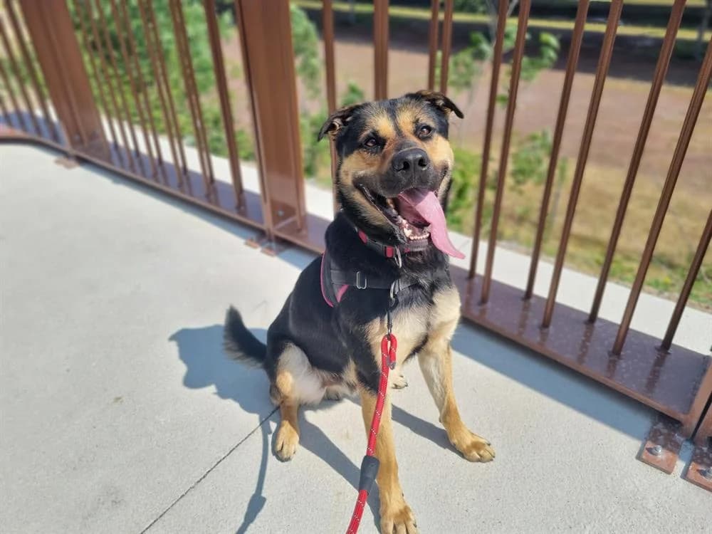 LARTIST, male Mixed Breed for adoption at SPA Montluçon, Montlucon